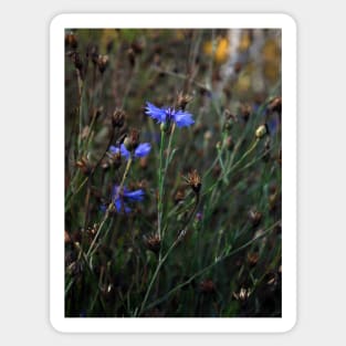 Cornflower Sticker